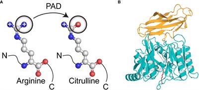 Host and bacterial factors linking periodontitis and rheumatoid arthritis